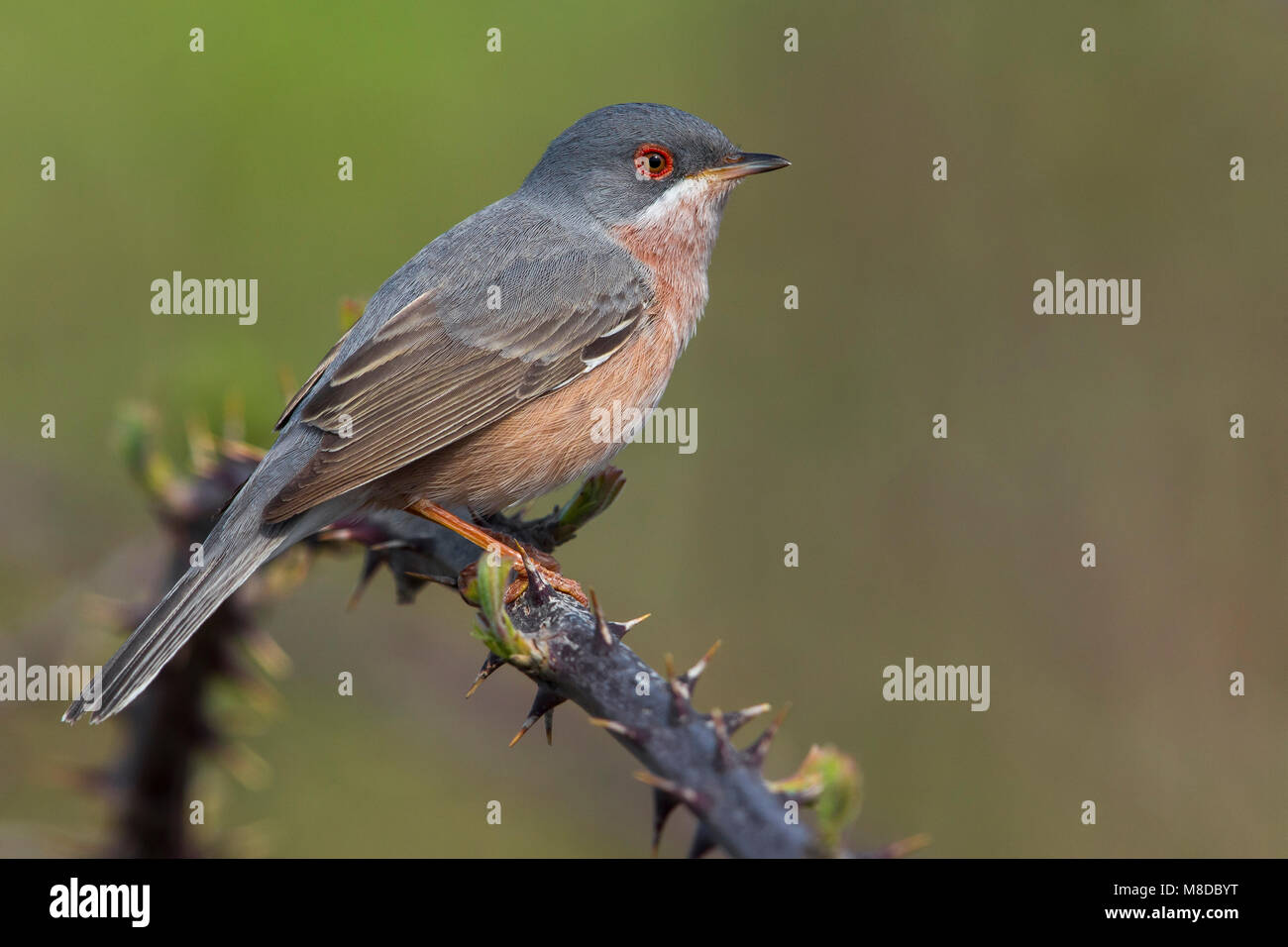 Der moltoni Baardgrasmus, Moltoni's Warbler Stockfoto