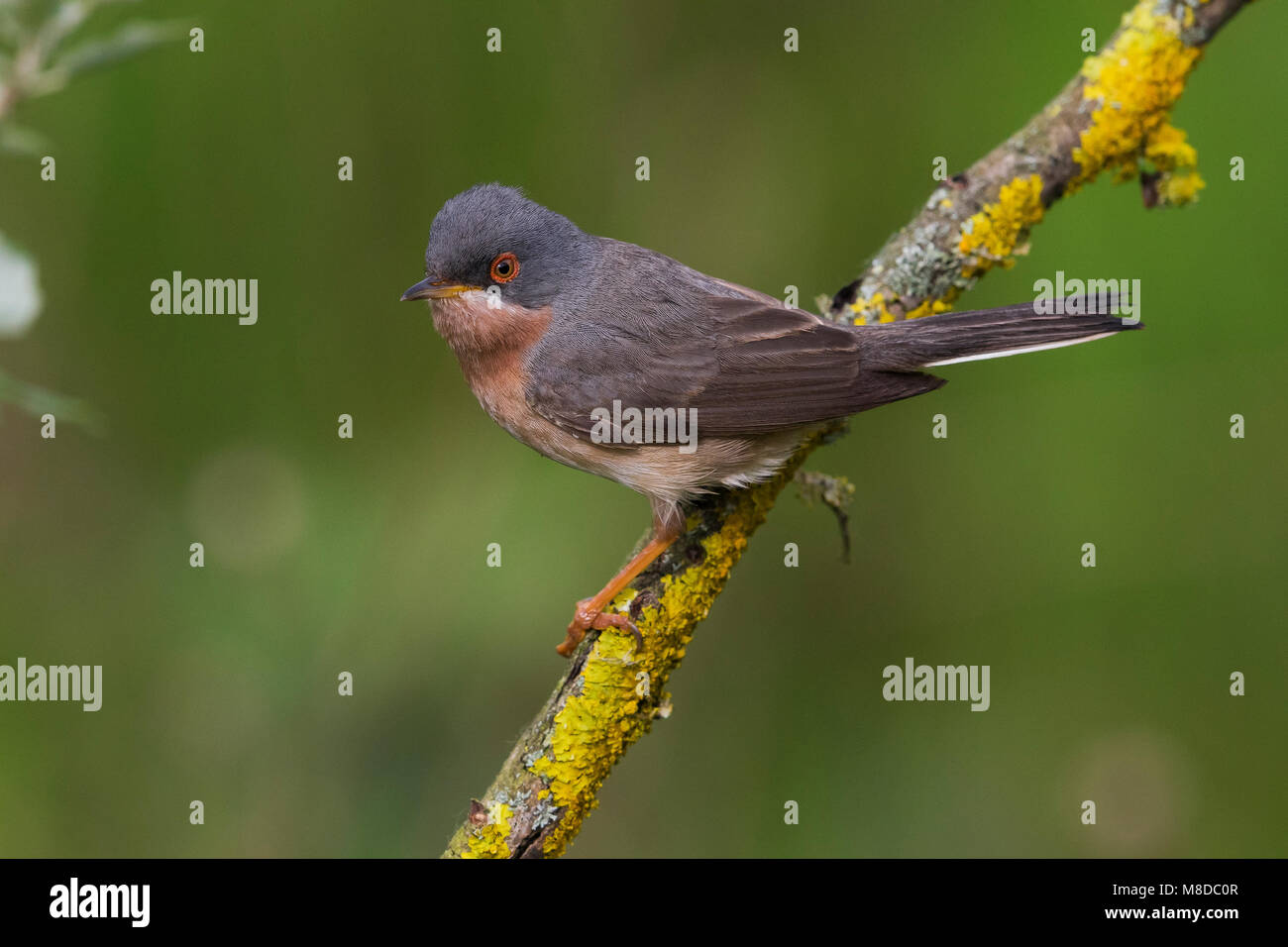 Der moltoni Baardgrasmus zittend op een Tak, Moltoni's Warbler thront auf einem Zweig Stockfoto