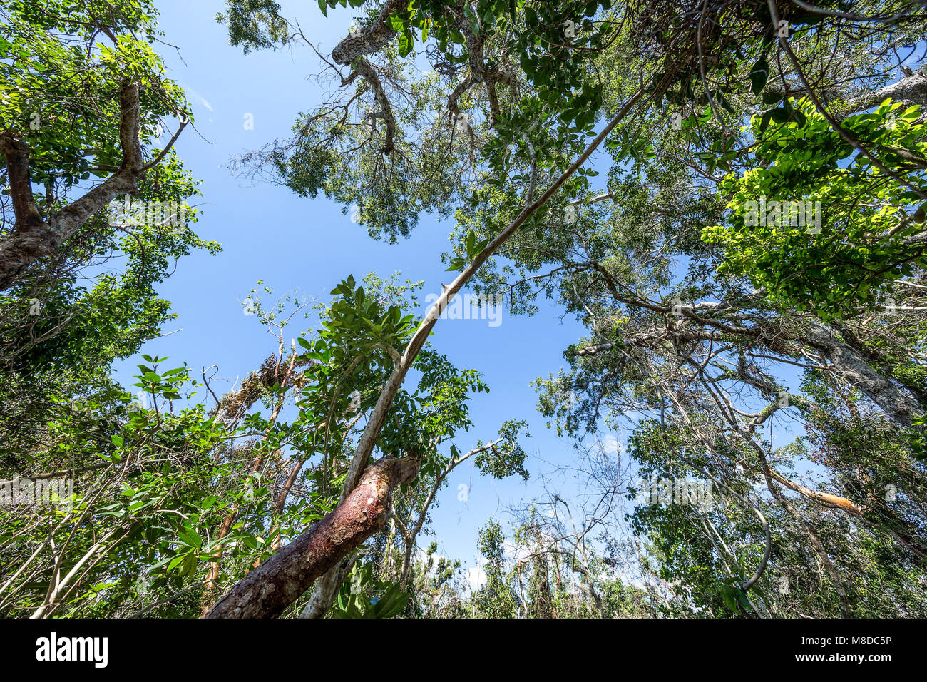 Tropisches Hartholz Hängematte zu Mahagoni Hängematte Punkt in den Everglades National Park. Ein Mahagoni Hängematte ist ein Bereich der dichten Dschungel - wie Pflanzen; eine Mischung Stockfoto
