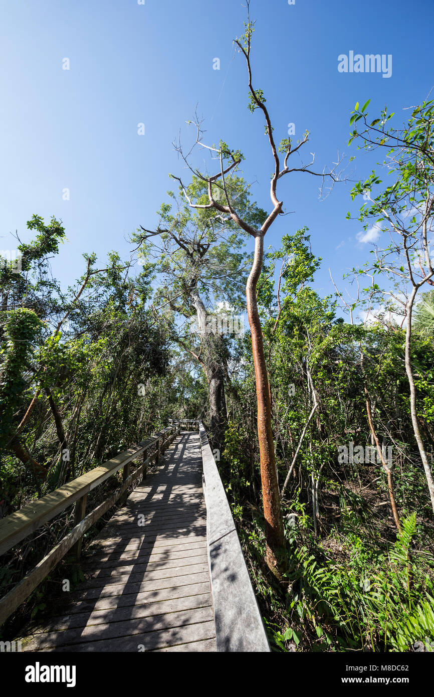 Tropisches Hartholz Hängematte zu Mahagoni Hängematte Punkt in den Everglades National Park. Ein Mahagoni Hängematte ist ein Bereich der dichten Dschungel - wie Pflanzen; Stockfoto
