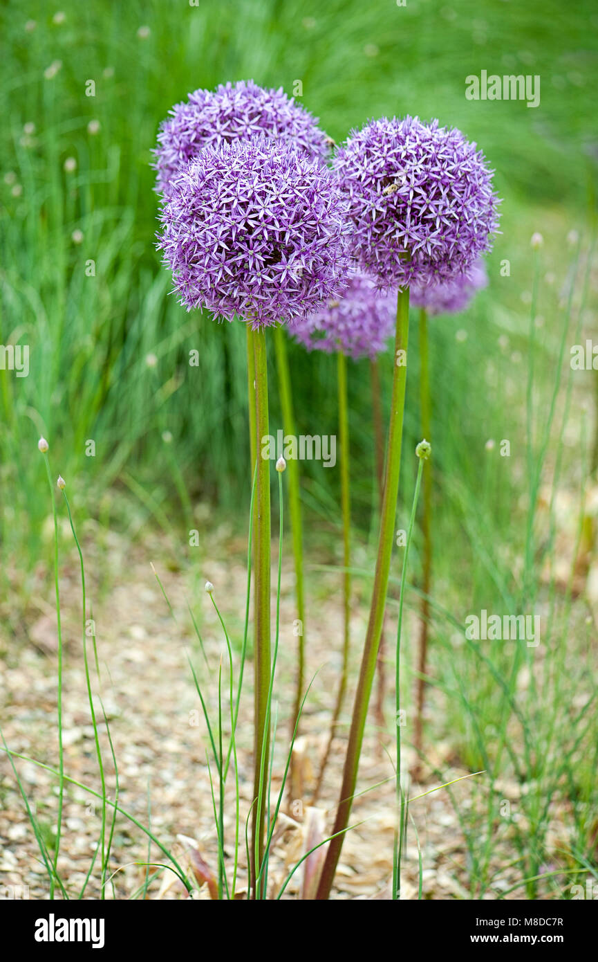 Nahaufnahme einer Blüte lila Allium Blume - Dekorative Zwiebel Stockfoto