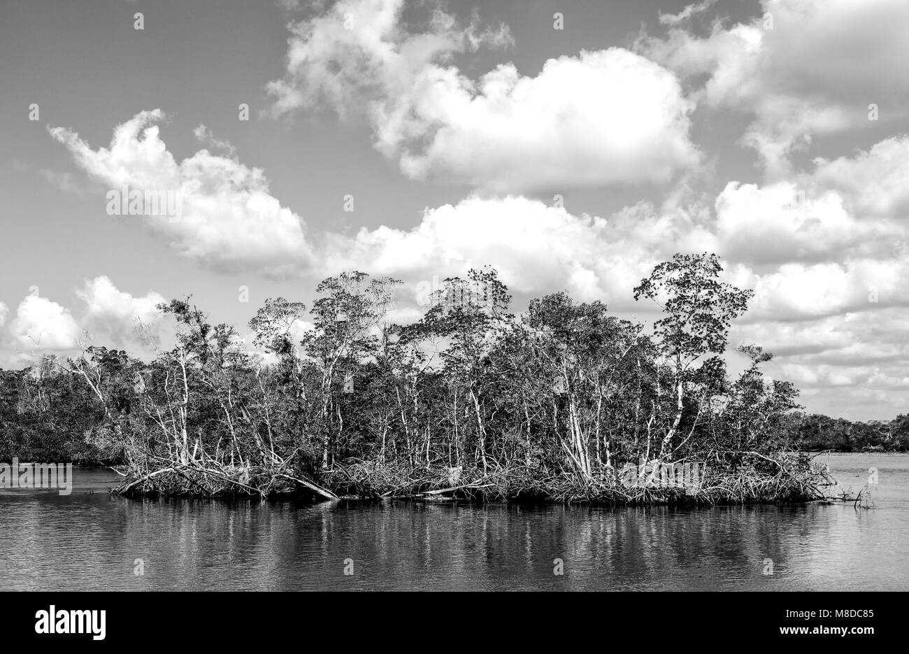 Ein Blick auf die Zehn Tausend Inseln, in den Everglades National Park, Florida. Die Inseln sind meist von Mangroven bedeckt. Stockfoto