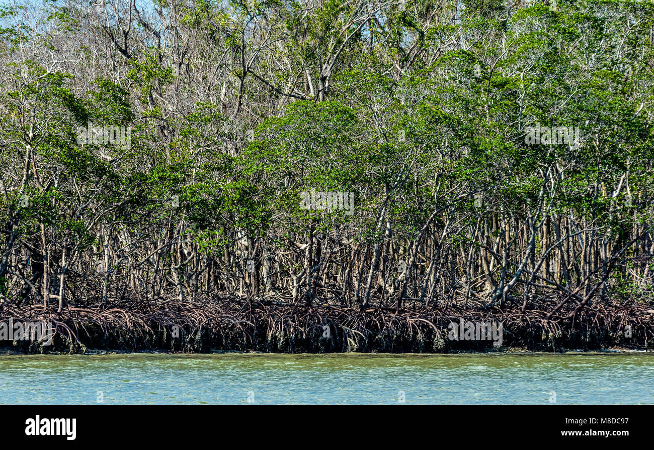 Ein Blick auf ein mangrovenwald in Zehn Tausend Inseln, Everglades National Park, Florida. Stockfoto