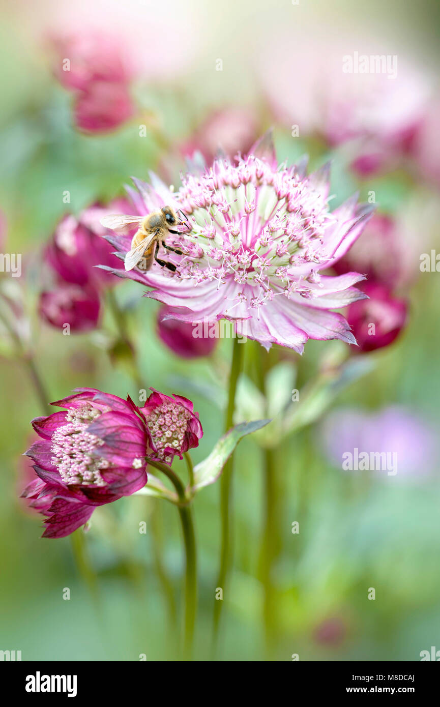 Nahaufnahme der Blüte Astilbe rosa Blüten auch als Masterwort mit einem Honey Bee Pollen sammeln bekannt Stockfoto
