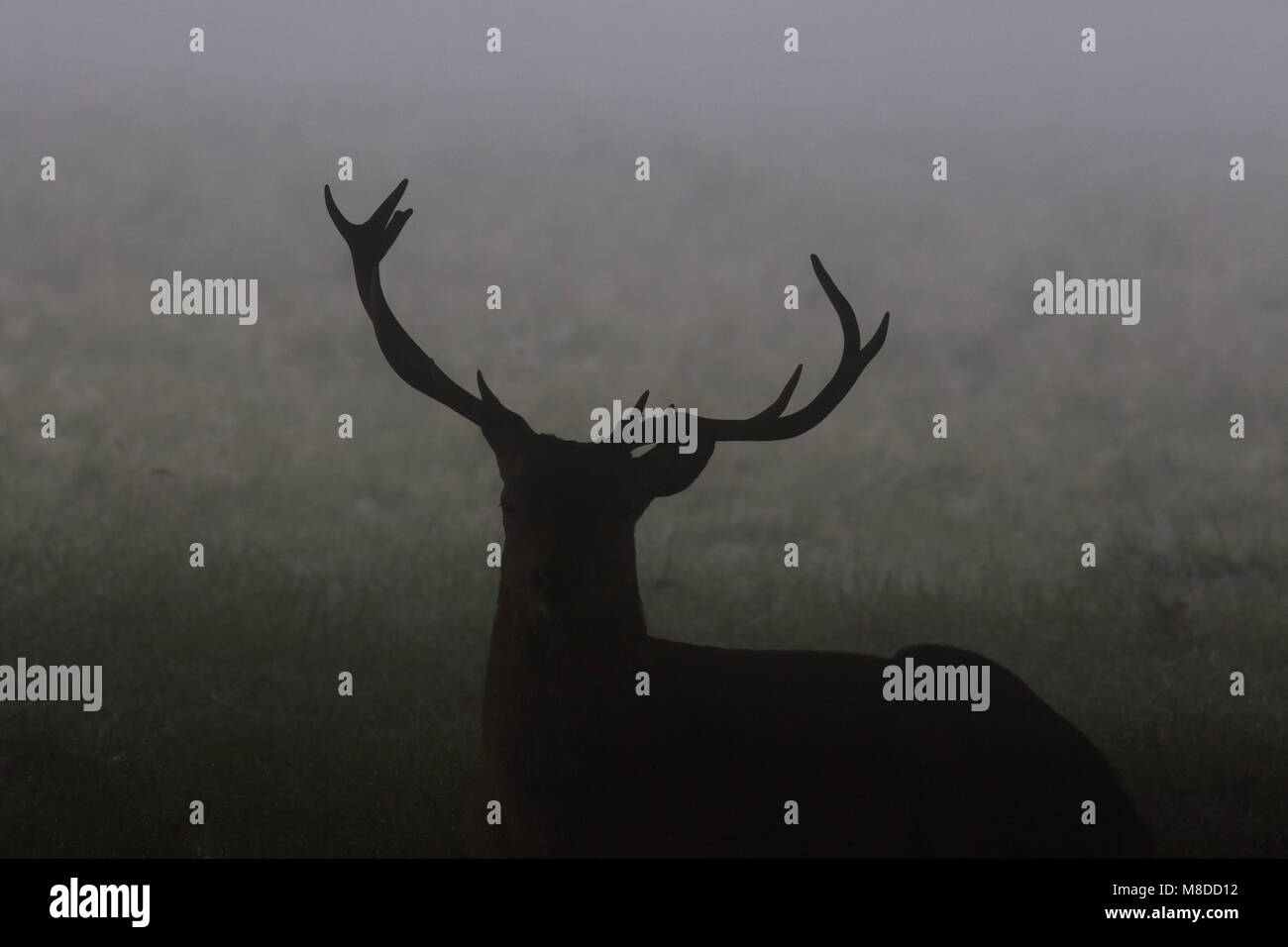 Männliche Hirsch Hirsche eingehüllt in Nebel. Stockfoto