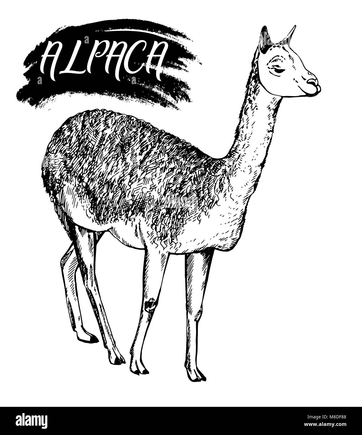 Hand gezeichnete Skizze von Alpaka. Vector Illustration auf weißem Hintergrund. Stock Vektor