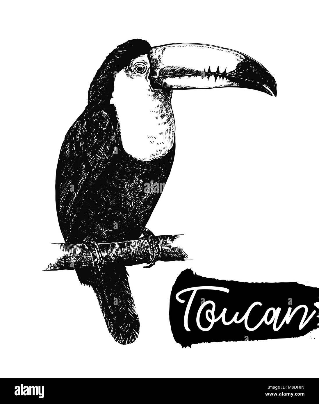 Hand gezeichnete Skizze von Toucan. Vector Illustration auf weißem Hintergrund. Stock Vektor