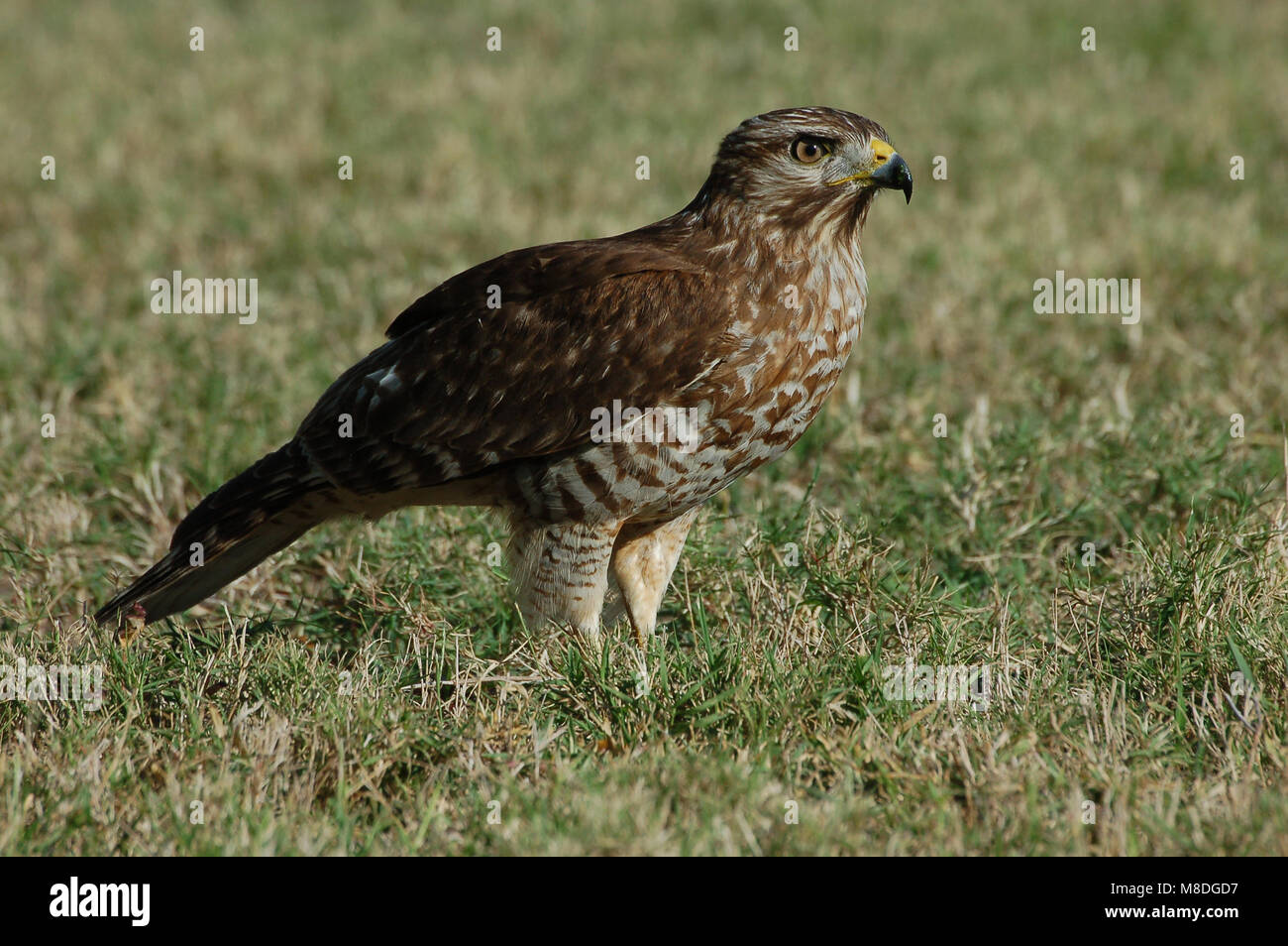 Roodschouderbuizerd, Rot - geschulterter Falke, Buteo lineatus Stockfoto