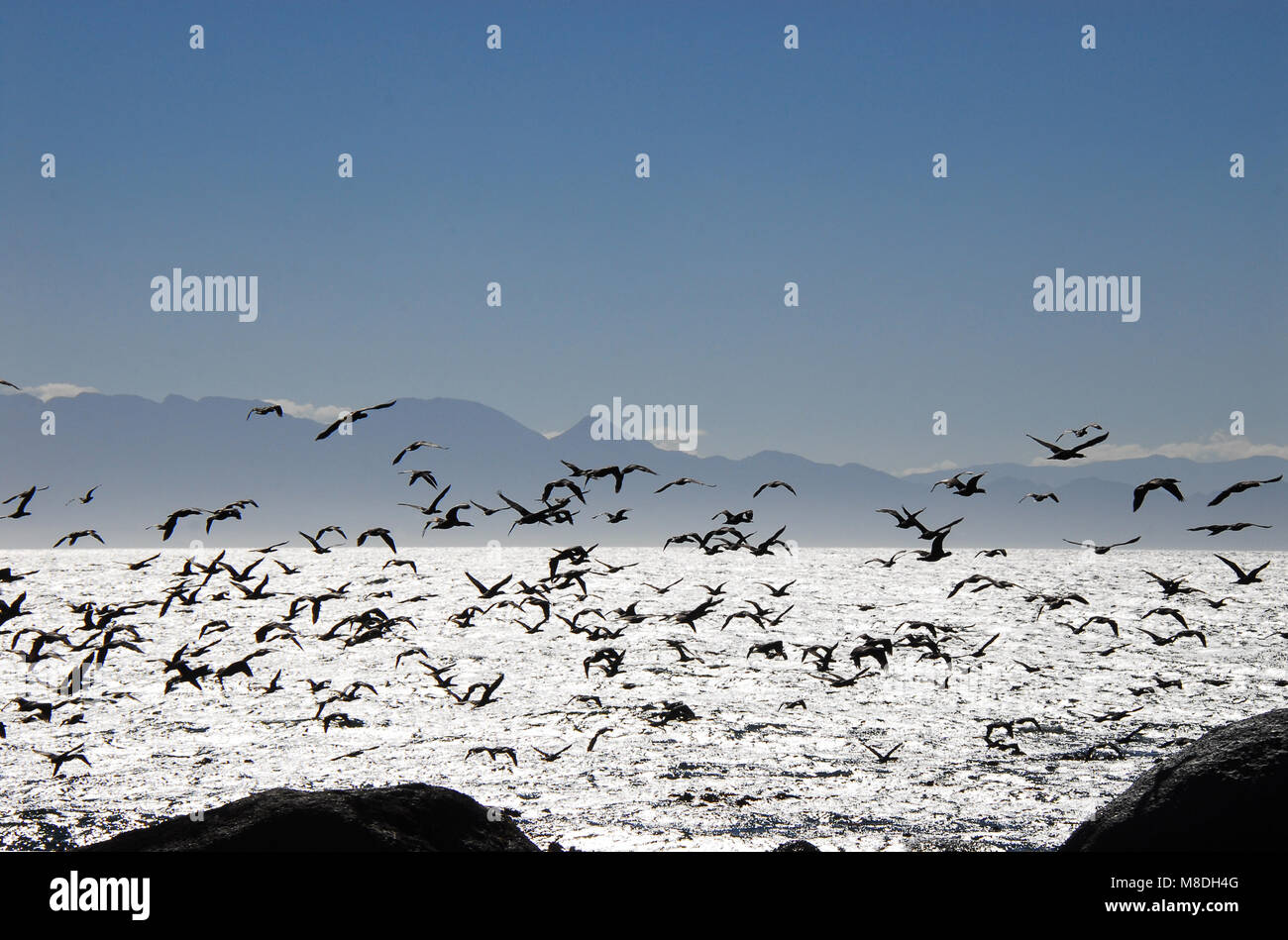 Eine schöne Szene aus einer Vielzahl von Seevögeln im Flug über silbrig False Bay, in Südafrika, erstellt einen wunderbaren Hintergrund. Stockfoto
