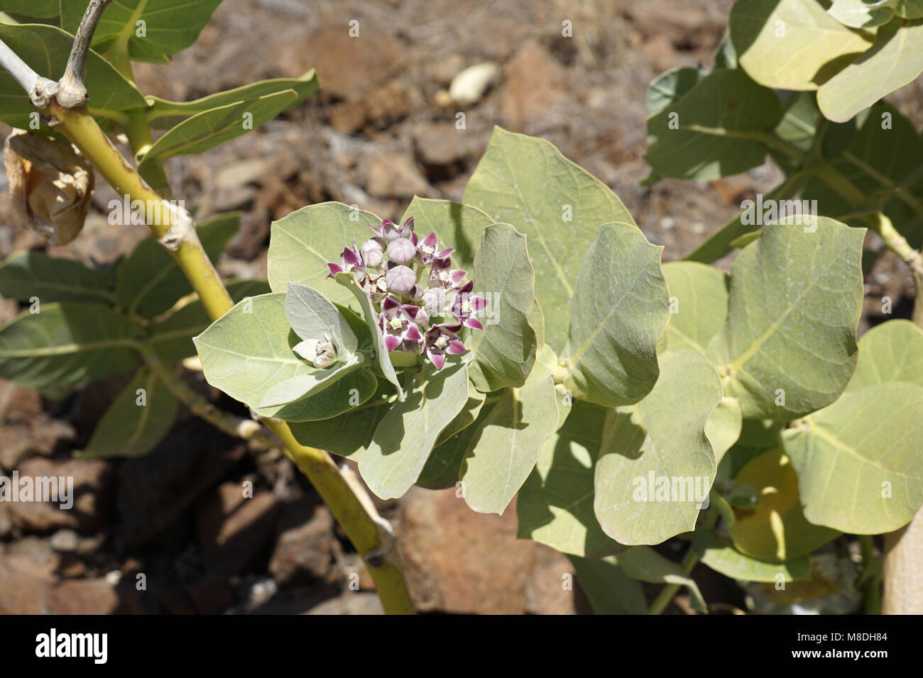 Blühenden Zweig von calotropis Procera, Apple von Sodom, im westlichen Teil von Santo Antao Insel gesehen, Kap Verde Stockfoto