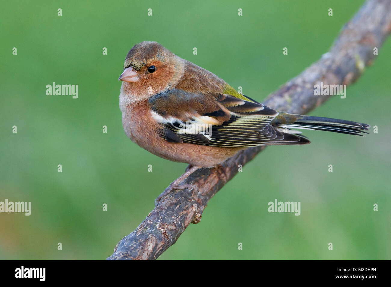 Mannetje Vink op een Tak; Männliche gemeinsame Buchfink auf einem Ast sitzend Stockfoto