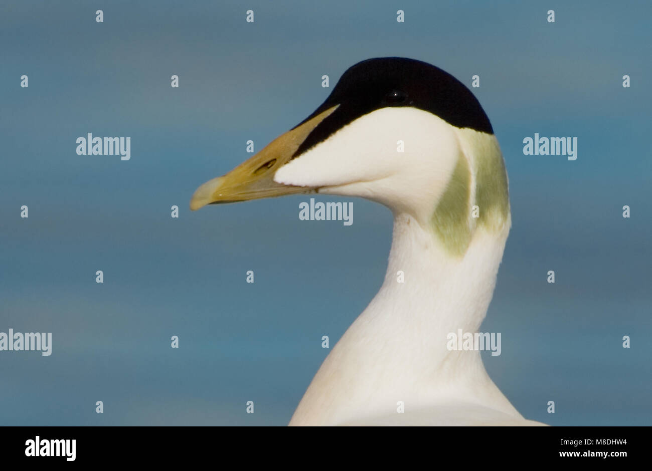 Eider in zit; Gemeinsame Eider gehockt Stockfoto