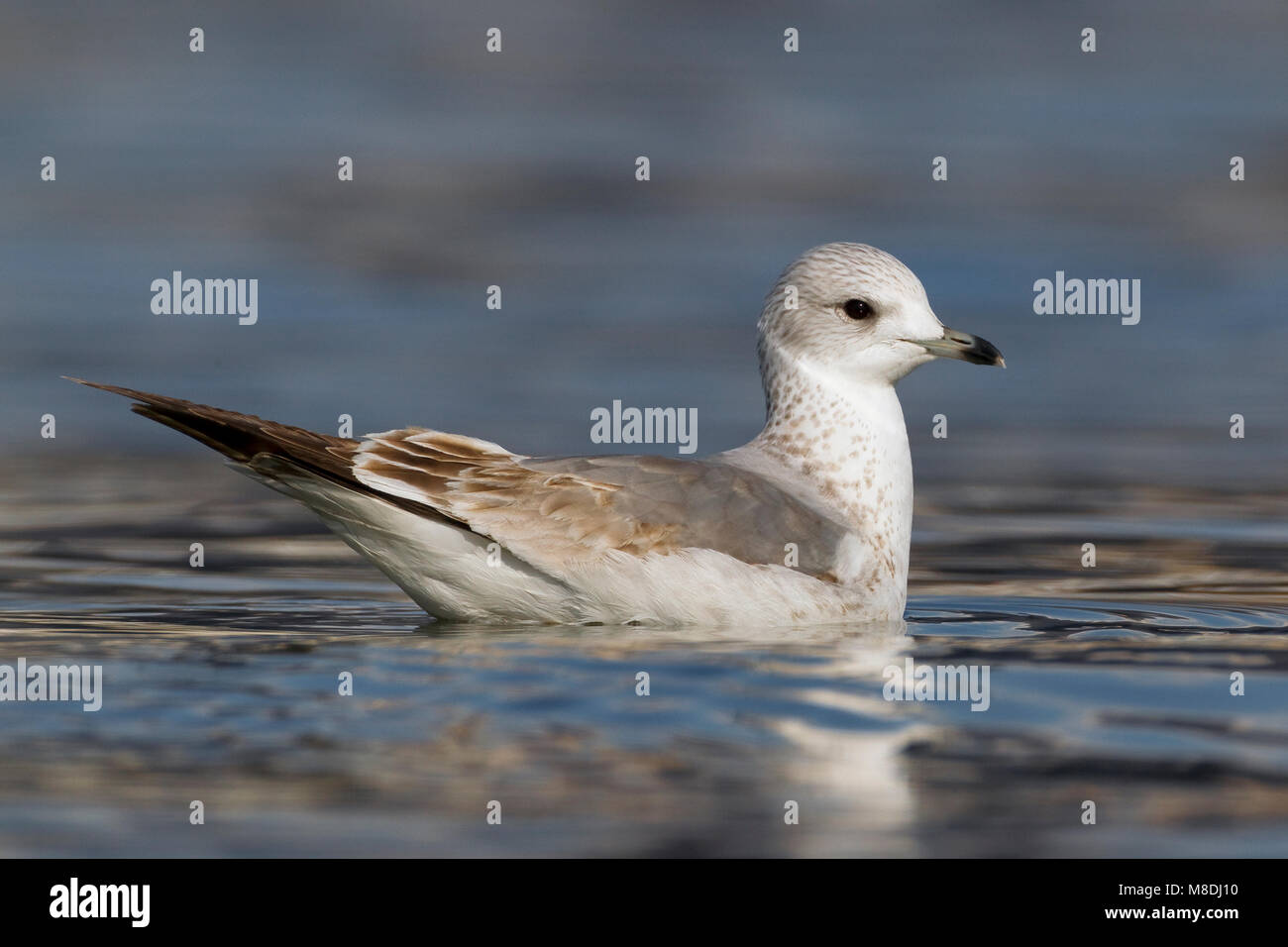 Onvolwassen Stormmeeuw; unreif Mew Gull Stockfoto