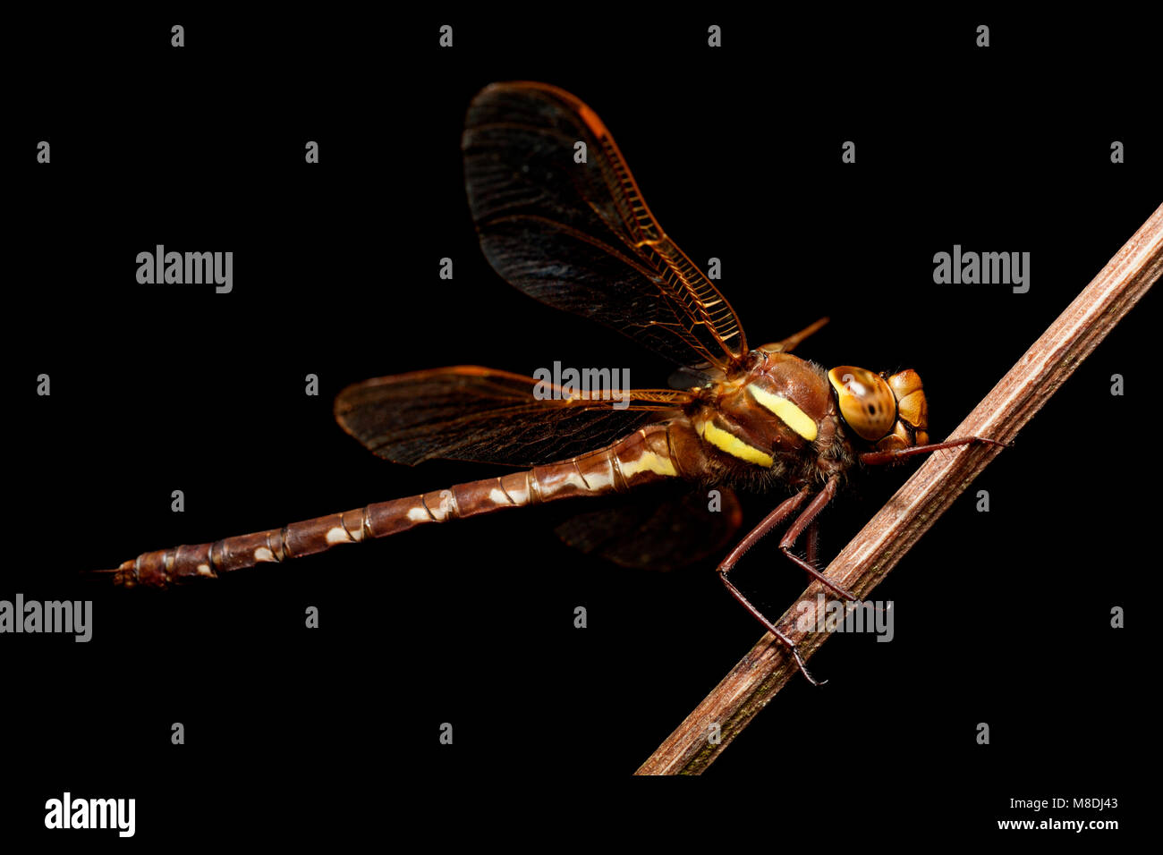 Eine braune Falter Libelle, Aeshna grandis, fotografiert vor schwarzem Hintergrund. Dorset England GB Stockfoto