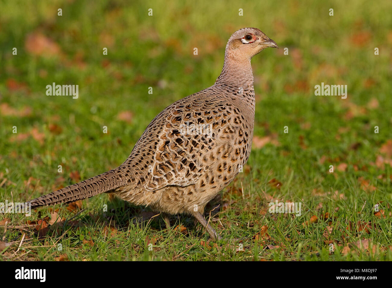 Jong mannetje Fazant; Junge männliche Gemeinsame Fasan Stockfoto