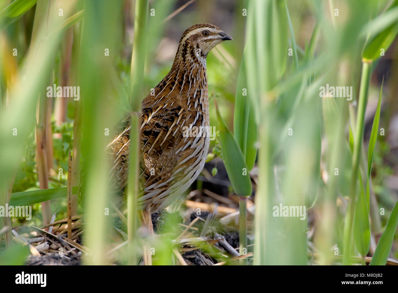 Kwartel ; gemeinsame Wachtel Stockfoto