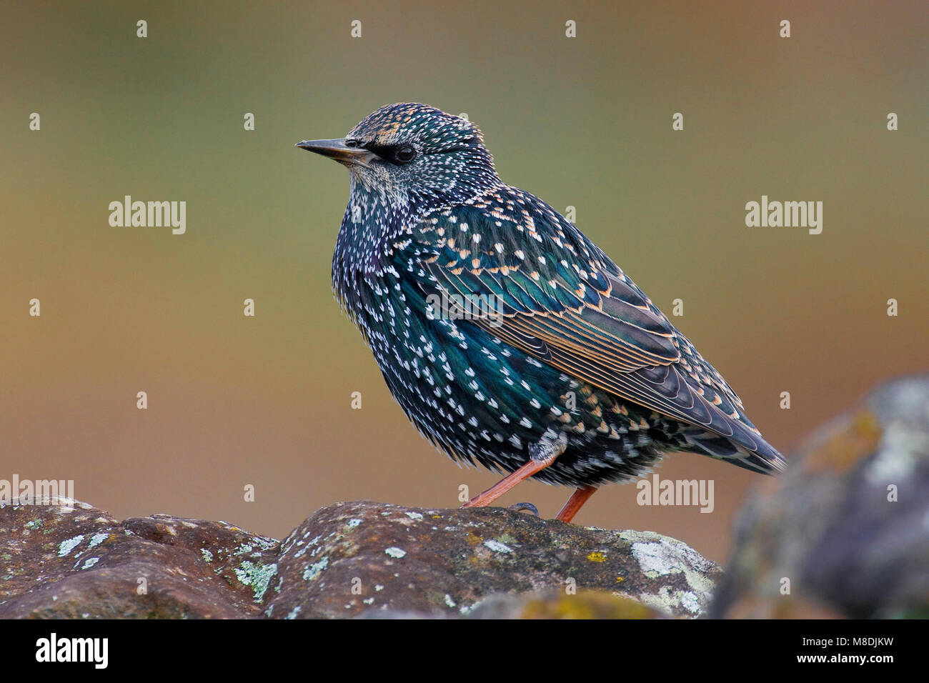Spreeuw volwassen; Common Starling nach Stockfoto