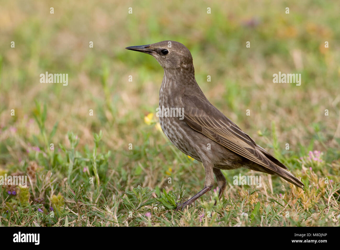 Juveniele Spreeuw in grasveld; Juenvile Common Starling im Feld Stockfoto