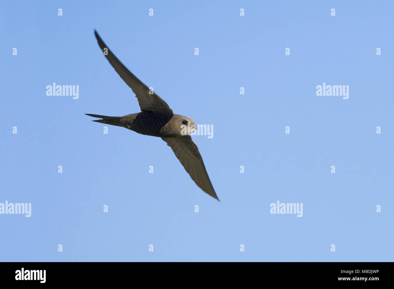 Mauersegler fliegen; Gierzwaluw vliegend Stockfoto