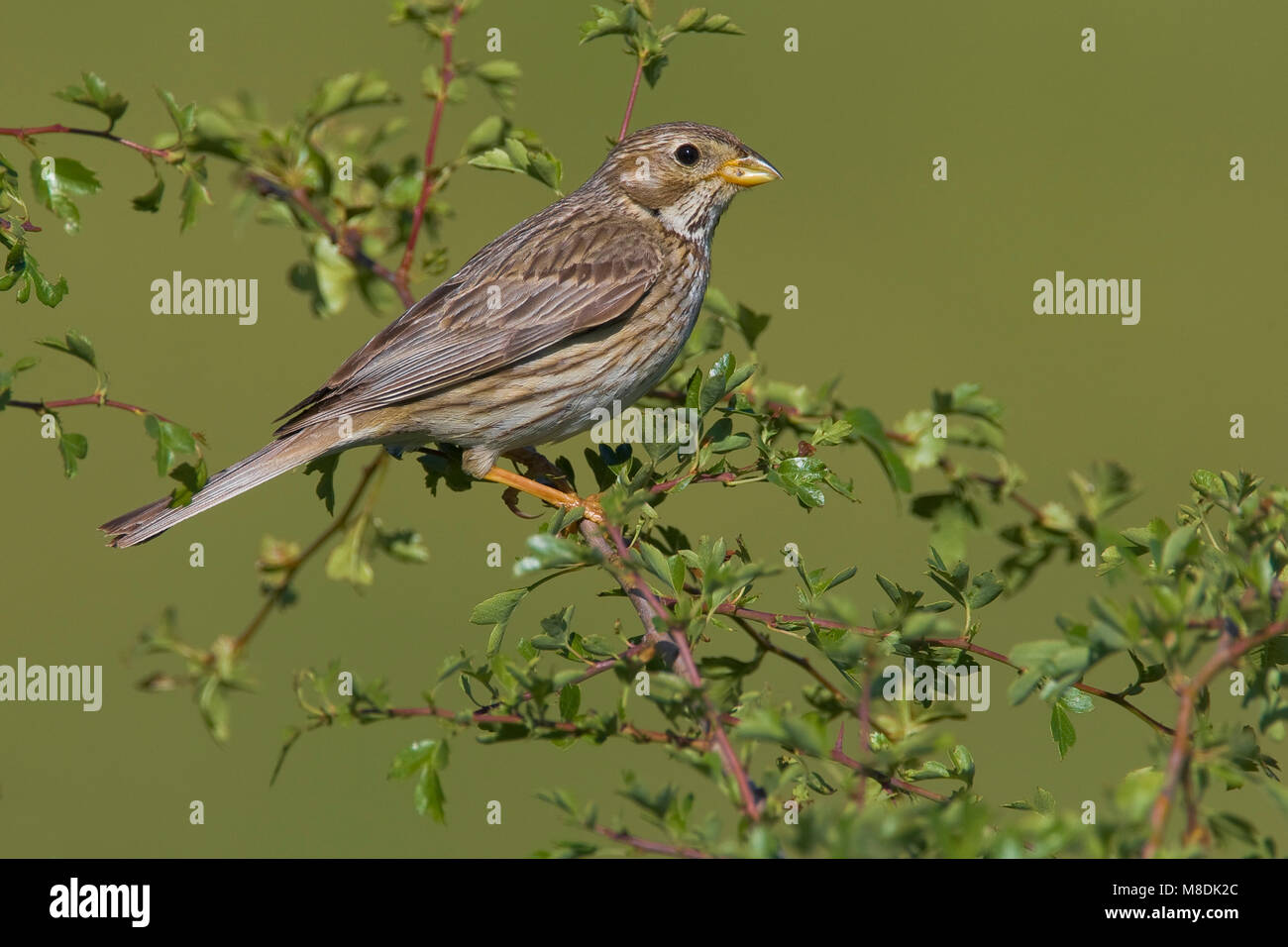 Grauwe Gors in Struik; Corn Bunting auf einem Zweig Stockfoto