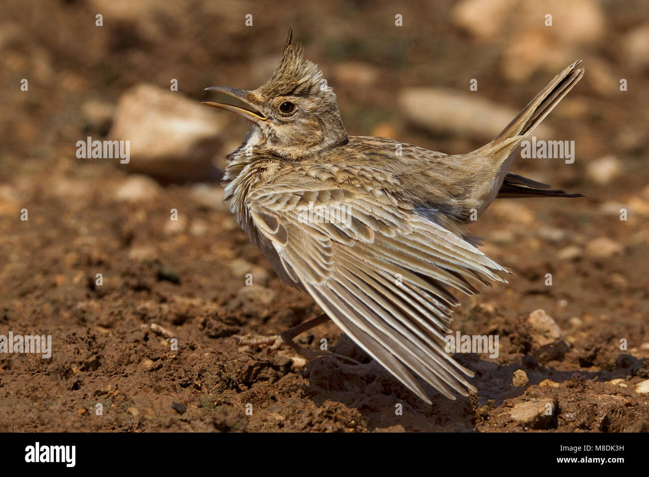 Kuifleeuwerik zingend en baltsend ; gemeinsame Crested Lark singen und Anzeigen Stockfoto