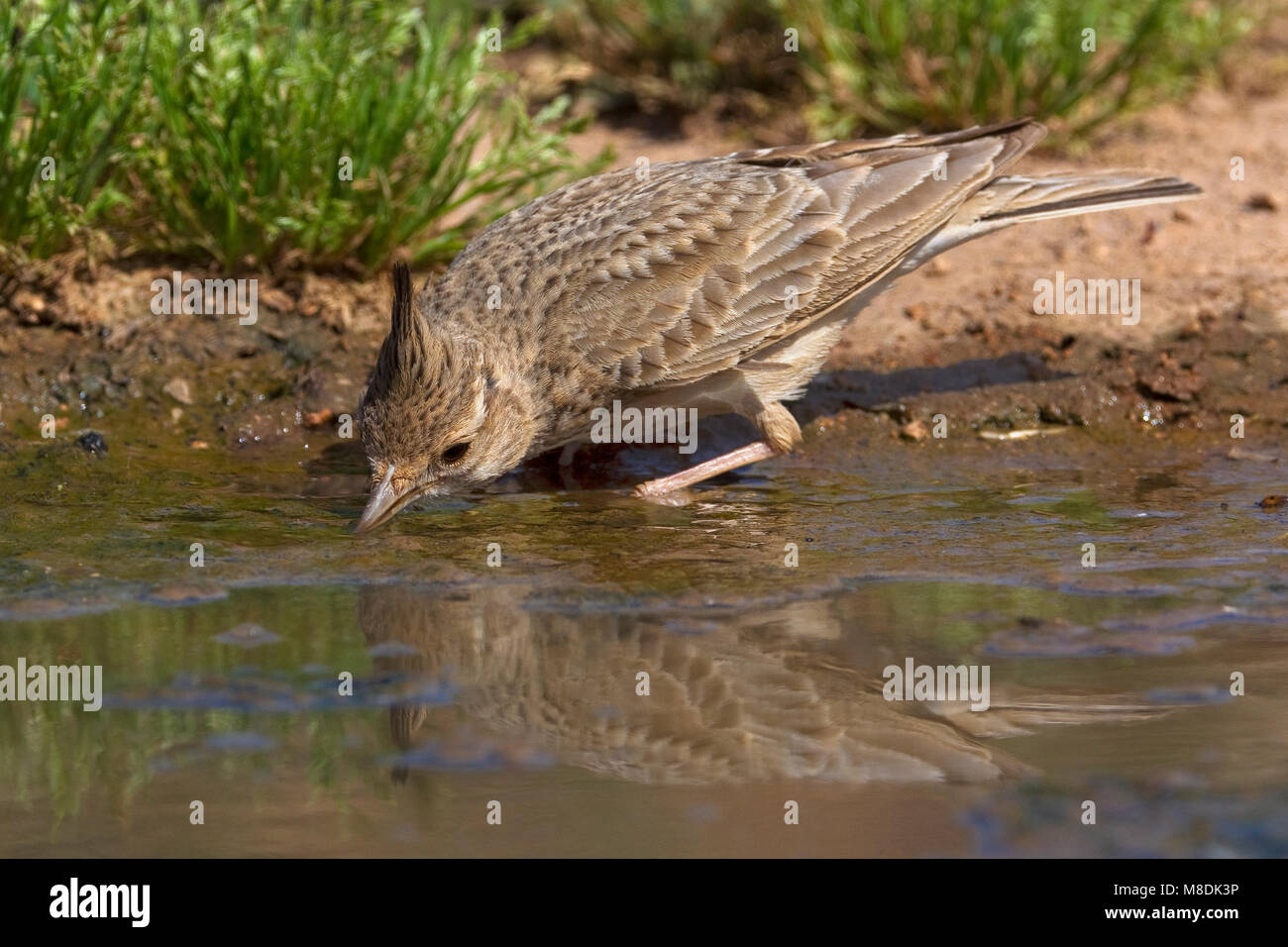 Kuifleeuwerik drinkend ; gemeinsame Crested Lark trinken Stockfoto