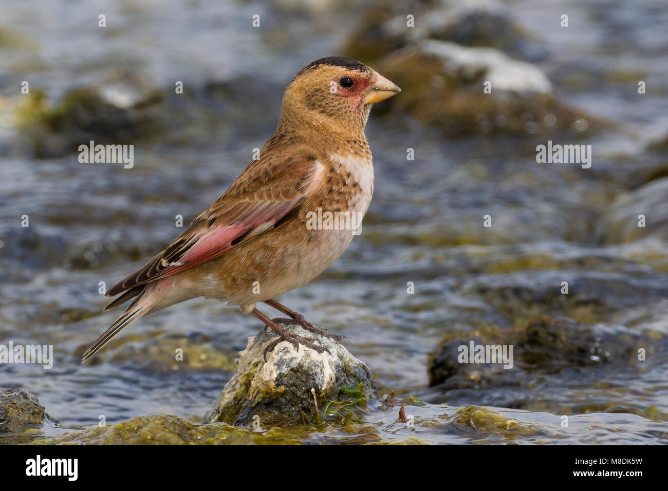 Bergvink mannetje Ritt in Berg beekje, Männliche asiatischen Crimson - winged Finch in kleinen Bach Stockfoto