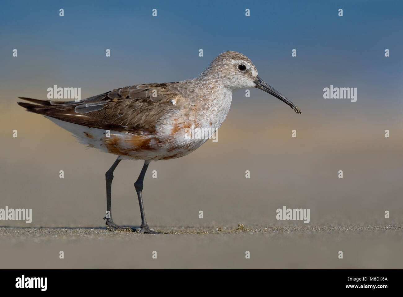 In de Volwassen Krombekstrandloper Rui; Mauser nach Curlew Sandpiper Stockfoto