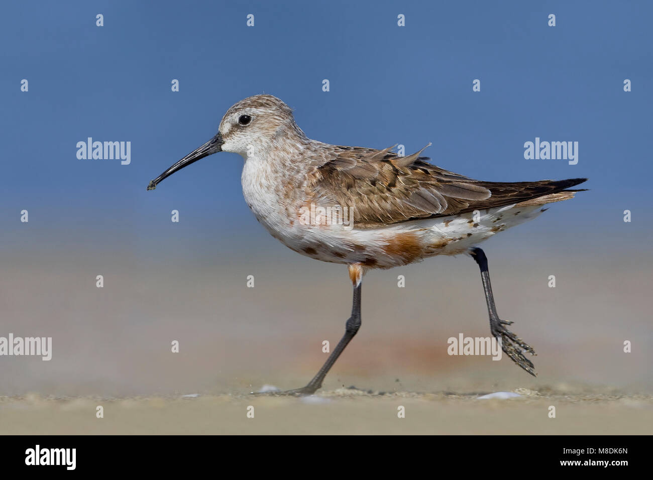 In de Volwassen Krombekstrandloper Rui; Mauser nach Curlew Sandpiper Stockfoto