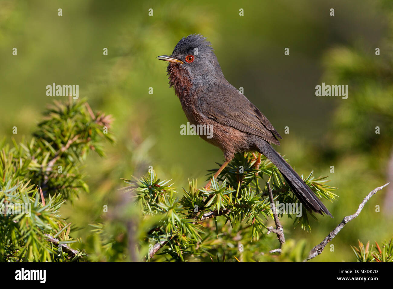 Zingend mannetje Provencaalse Grasmus und singende Männchen Dartford Warbler Stockfoto