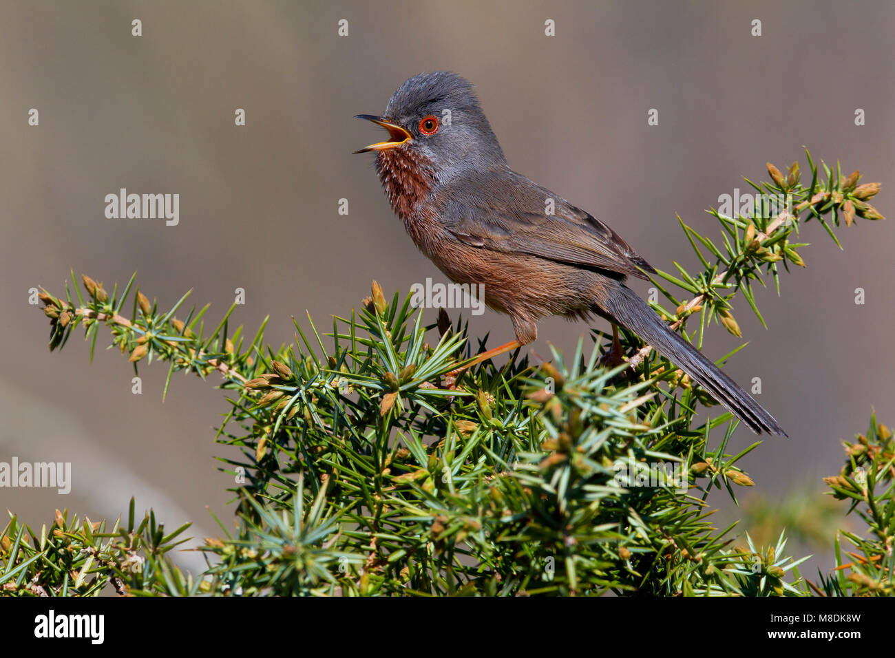 Zingend mannetje Provencaalse Grasmus und singende Männchen Dartford Warbler Stockfoto