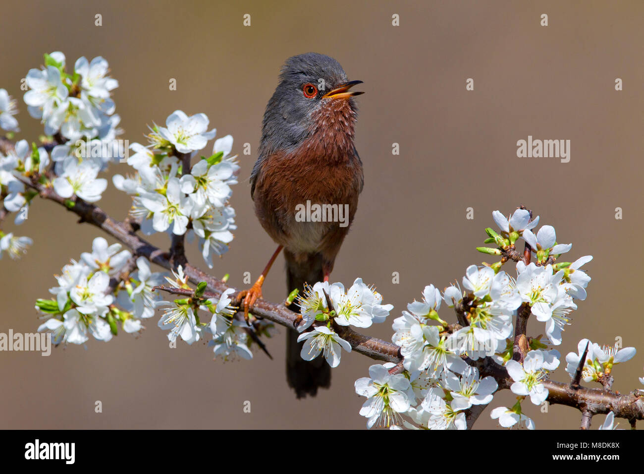 Zingend mannetje Provencaalse Grasmus und singende Männchen Dartford Warbler Stockfoto