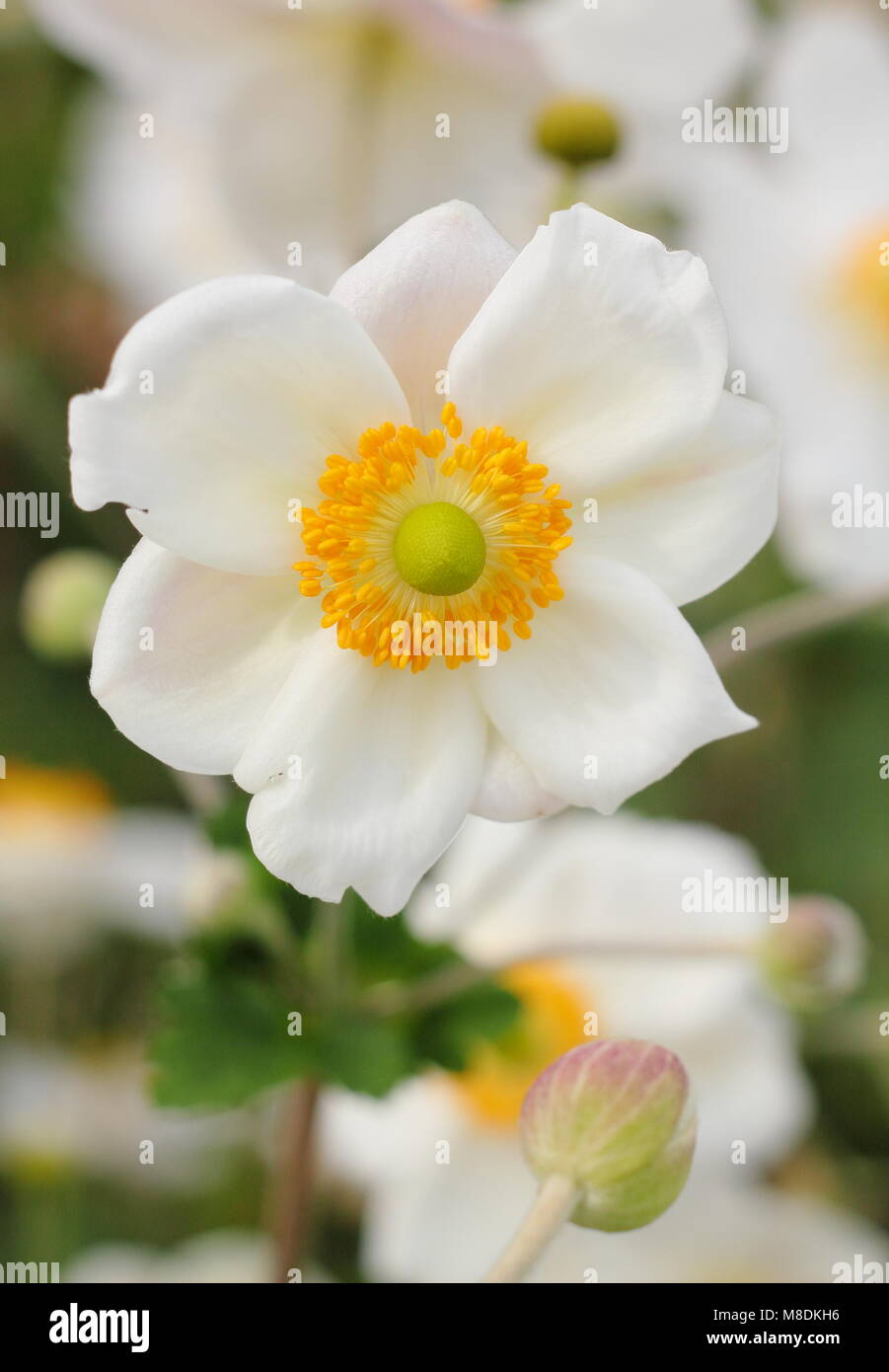 Anemone hybrida 'Honorine Jobert' Japanische Anemone in Blume in einem Englischen Garten Grenze, Großbritannien Stockfoto