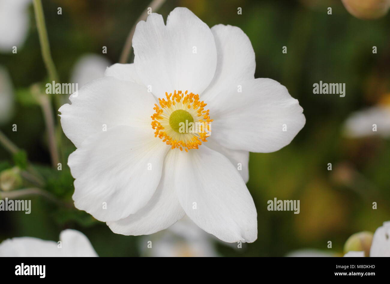 Anemone hybrida 'Honorine Jobert' Japanische Anemone in Blume in einem Englischen Garten Grenze, Großbritannien Stockfoto