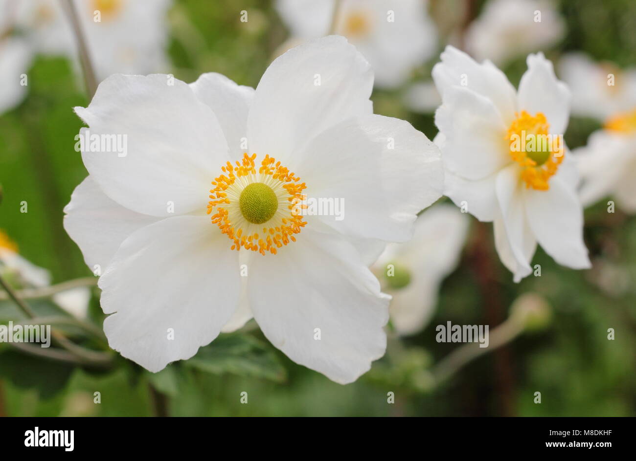 Anemone hybrida 'Honorine Jobert' Japanische Anemone in Blume in einem Englischen Garten Grenze, Großbritannien Stockfoto