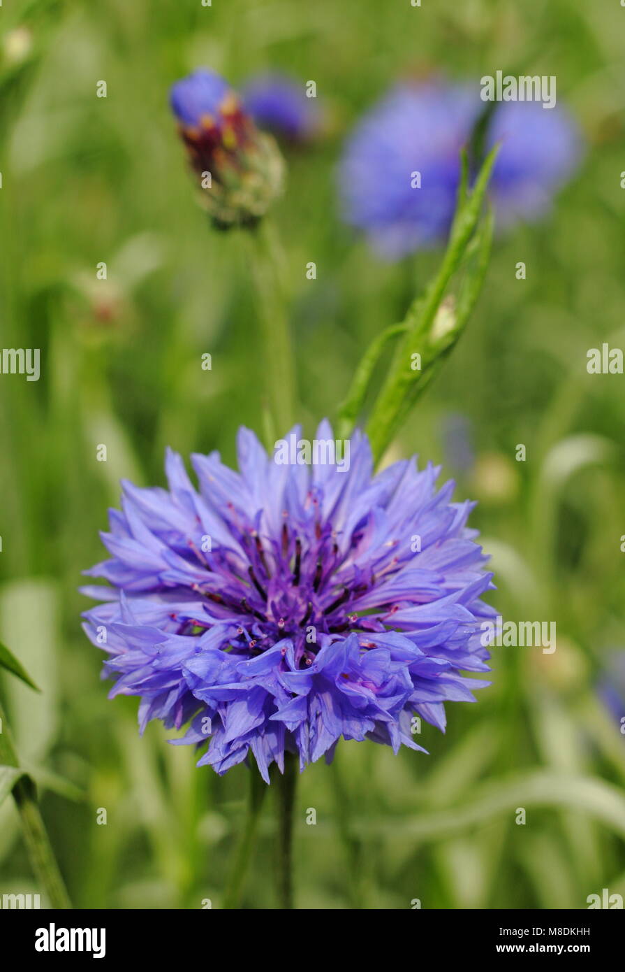 Centaurea cyanus 'Blue Ball' Kornblume, Großbritannien Stockfoto