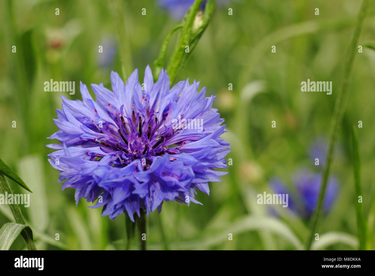 Centaurea cyanus 'Blue Ball' Kornblume, Großbritannien Stockfoto