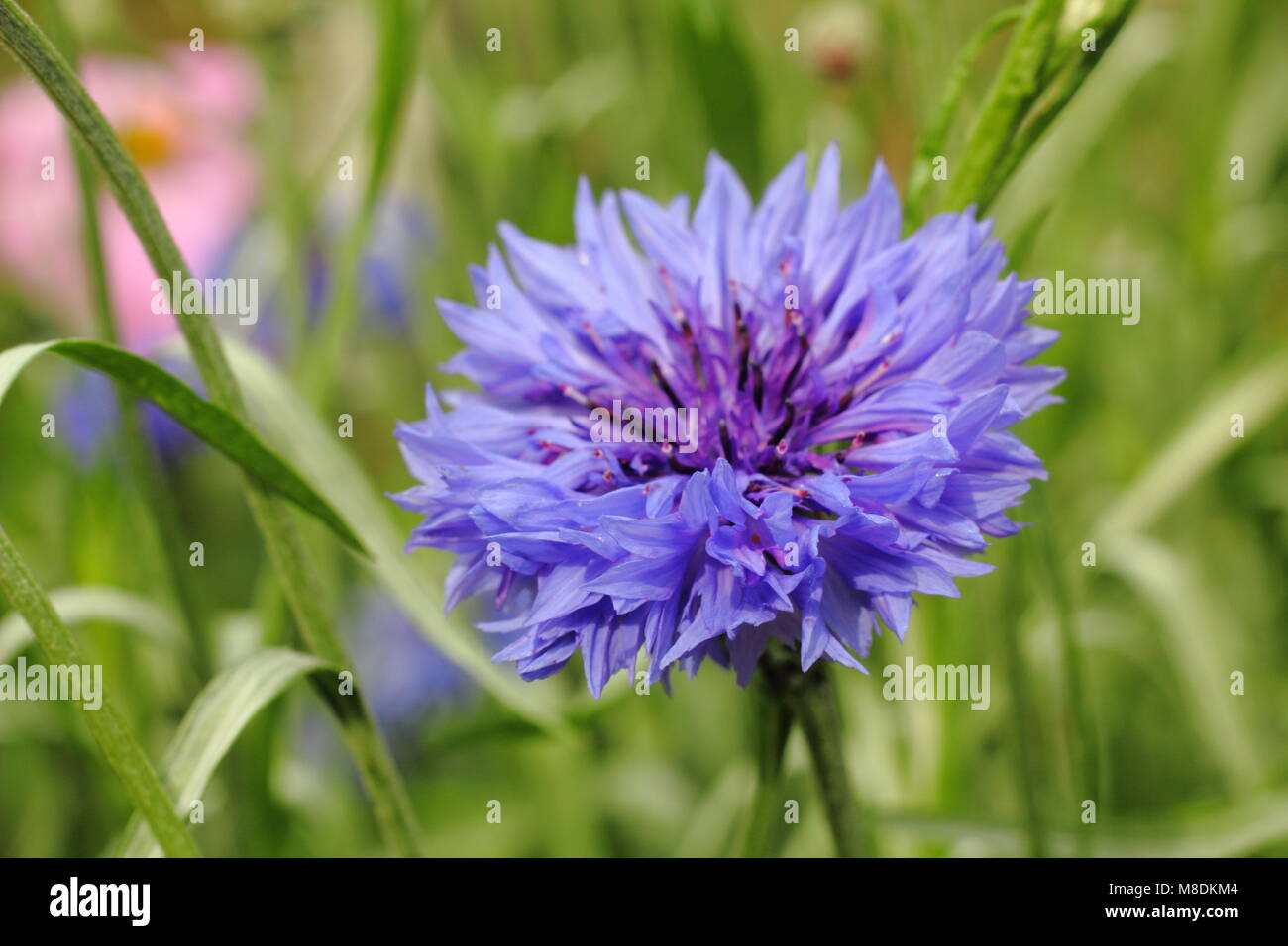 Centaurea cyanus 'Blue Ball' Kornblume, Großbritannien Stockfoto