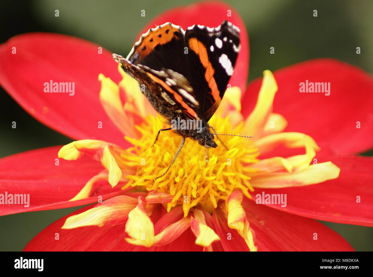 Rot Schmetterling Admiral (Vanessa Atalanta) Fütterung auf Dahlie 'Ann Breckenfelder' im späten Sommer Grenze von einem Englischen Garten, Großbritannien Stockfoto