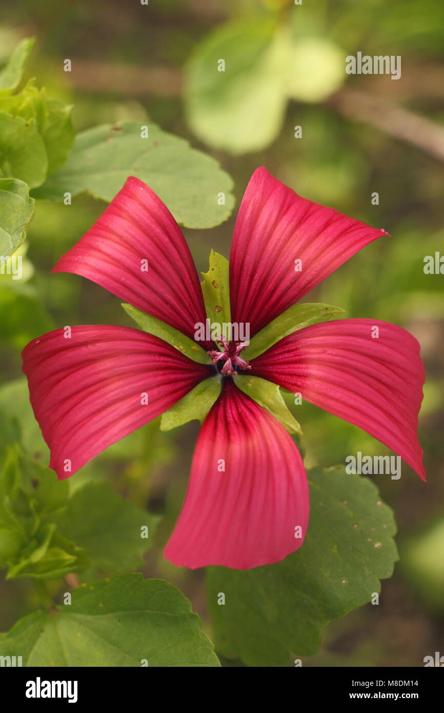 Malope Trifida Stockfotos Und Bilder Kaufen Alamy