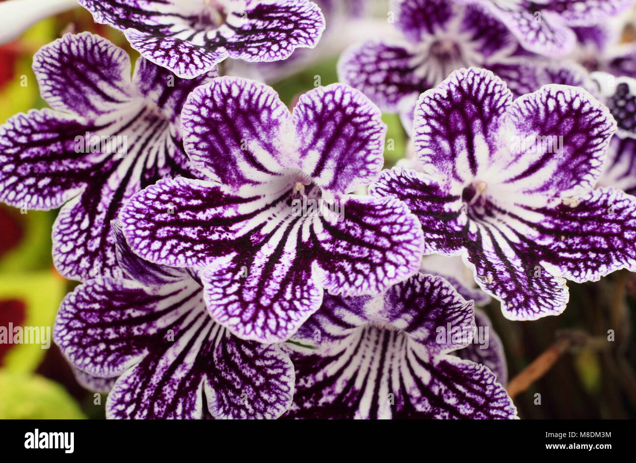 Streptocarpus 'Polka Dot Purple' Cape primrose Blütezeit indoors im Spätsommer, Großbritannien Stockfoto