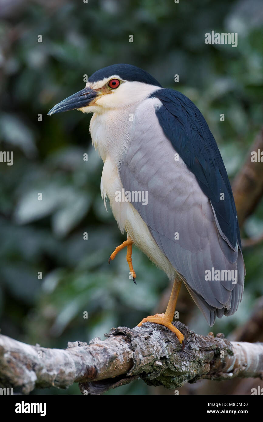 Kwak nach op Tak; Schwarz - gekrönte Night Heron Erwachsenen auf dem Zweig Stockfoto