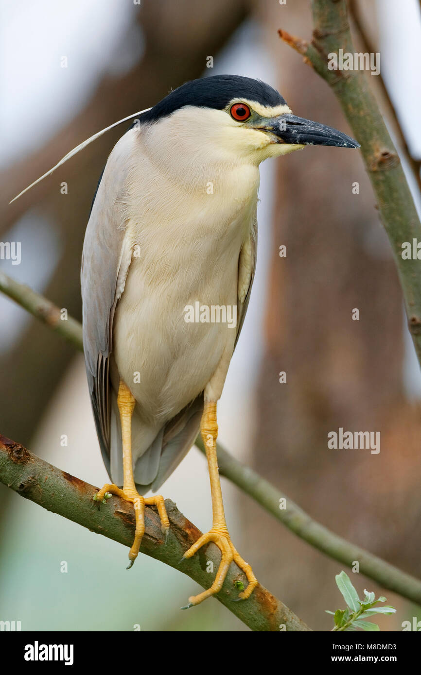 Kwak nach op Tak; Schwarz - gekrönte Night Heron Erwachsenen auf dem Zweig Stockfoto