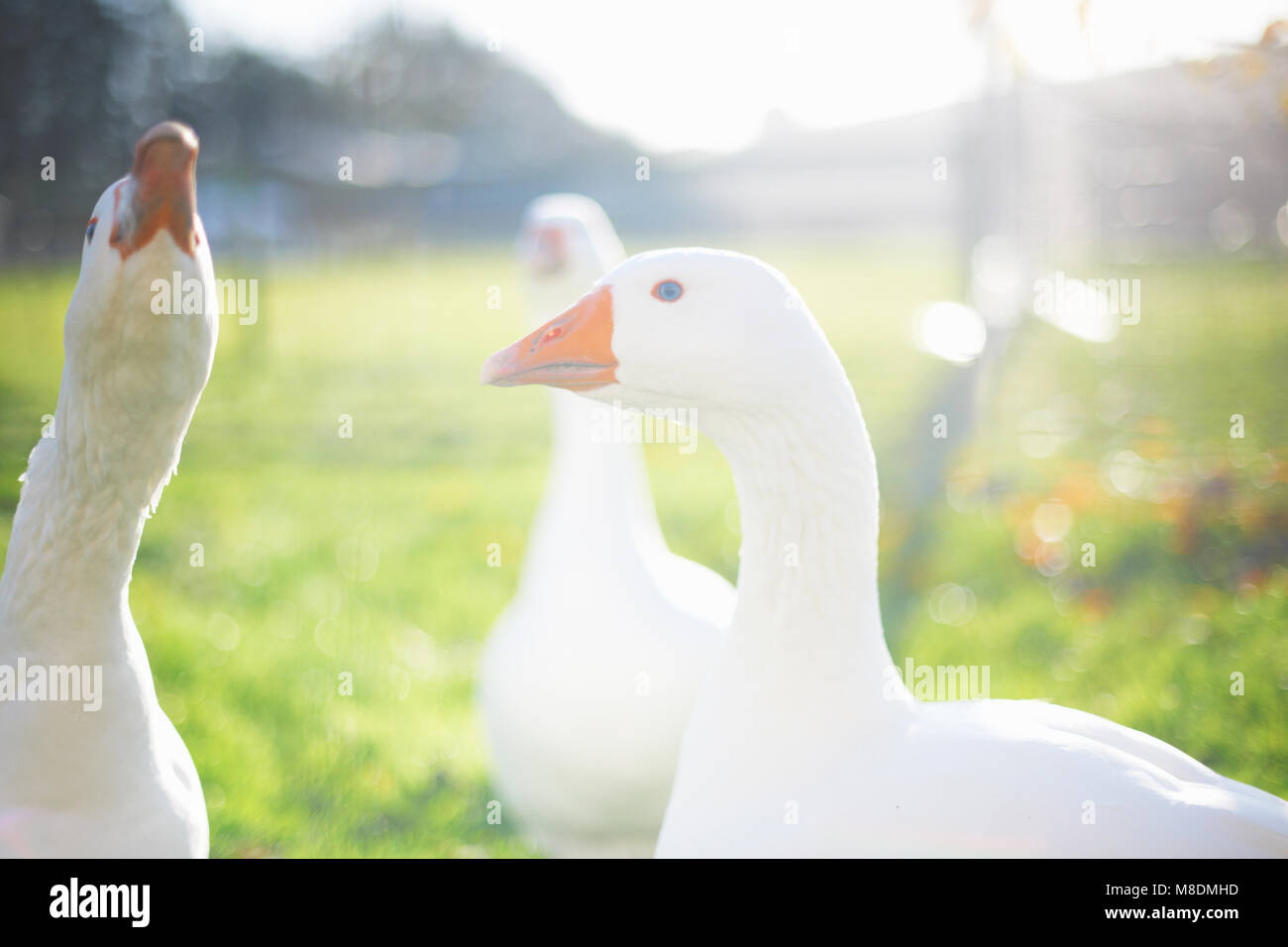 Die Gänse im Sonnenlicht, Wiltshire, Großbritannien, Europa Stockfoto