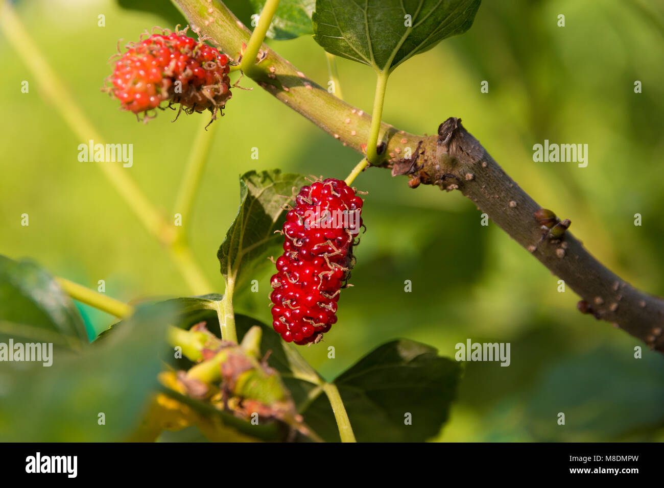 Eine Nahaufnahme eines gereiften roten Mulberry Früchte hängen an der Filiale einer Morus Baum in Malaysia. Stockfoto