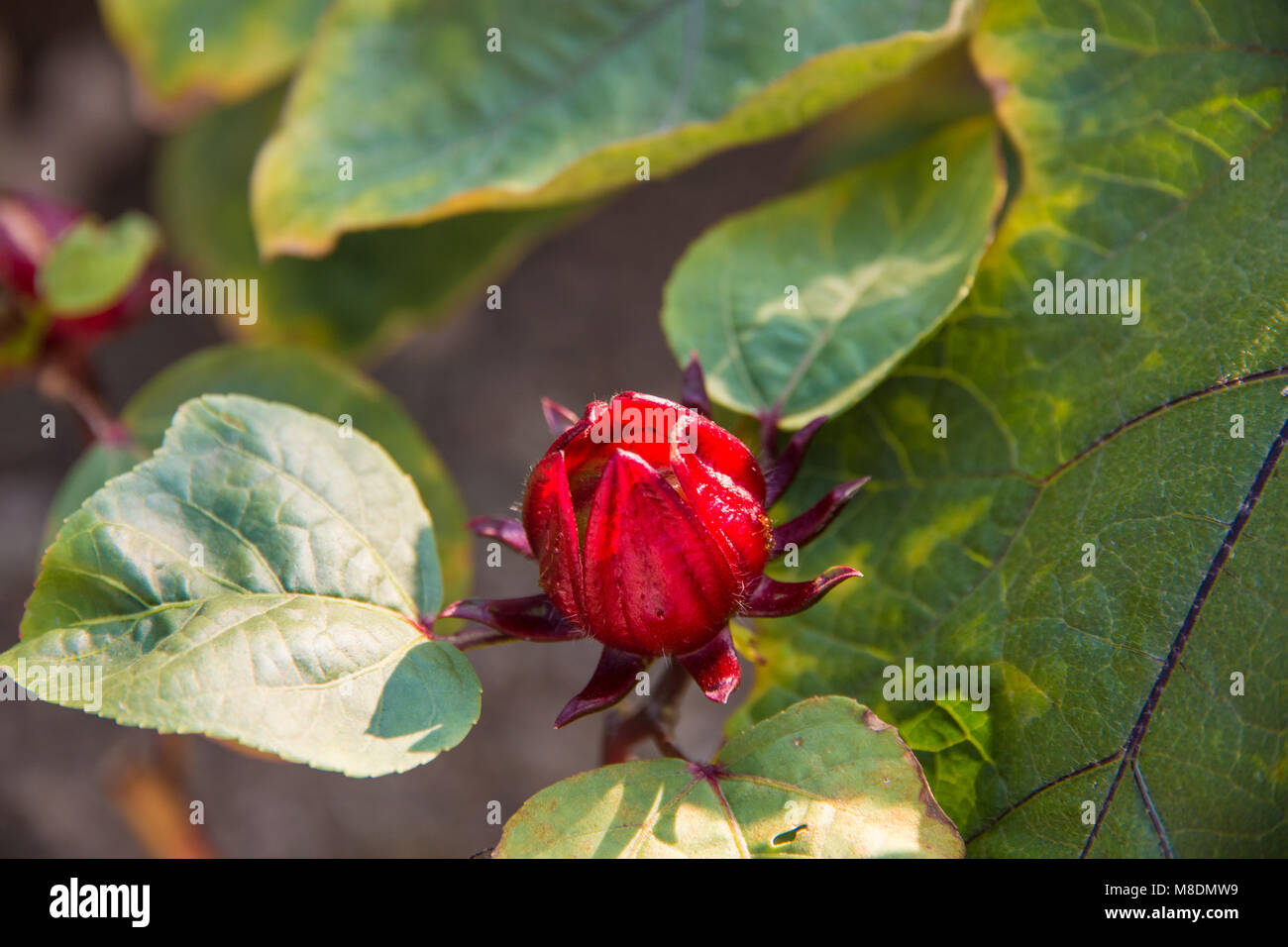 Junge Roselle (Hibiscus sabdariffa) Sepale Drehen in eine essbare Zubehör Obst. Stockfoto