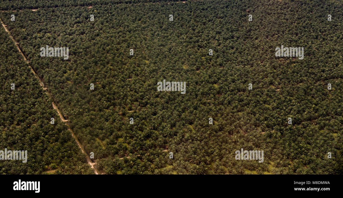 Arial Bild einer Ölpalme (Elaeis guineensis) Plantage in Malaysia. Im Februar 2018 übernommen. Stockfoto