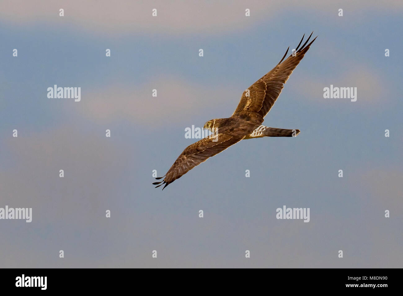 Steppekiekendief in de Vlucht; Fahl Harrier im Flug Stockfoto