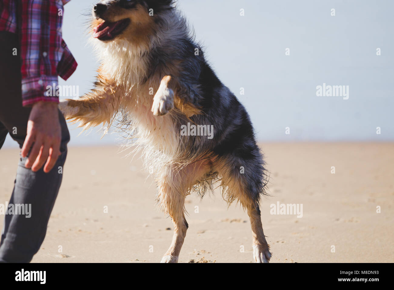 Mann spielt mit springenden Hund am Strand, 7/8 Stockfoto