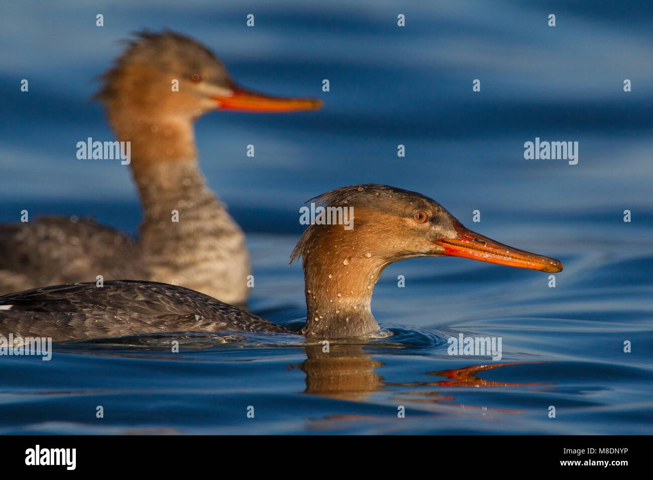 Twee vrouwtjes Middelste Zaagbek, zwei weibliche Red-breasted Mergansers Stockfoto